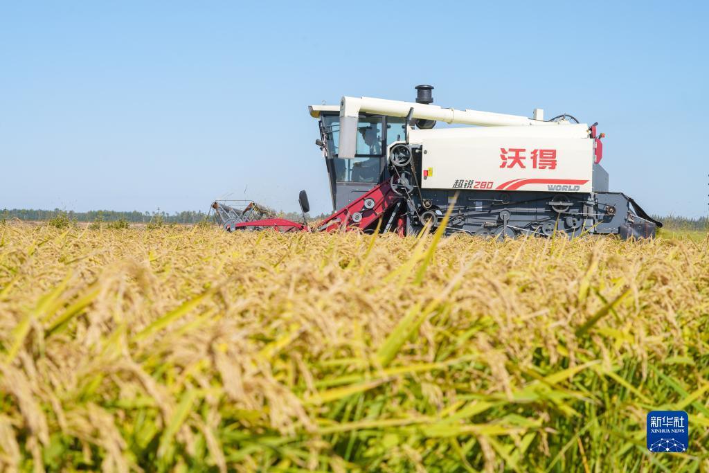 金沙跳槽金